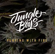 Jungle Boys Seeds