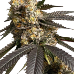 Samurai Sour F2
