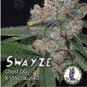 Buy Swayze Dominion Seed