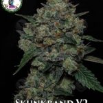 Buy Skunkband V2 Dominion Seed