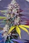 Buy Savage Headband Dominion Seed