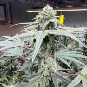 STUDIO 54 (1st Place Winner – 2024 SUNGROWN CUP)