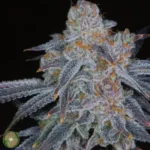 BUY KABUKI SOUR AFICIONADO SEEDS