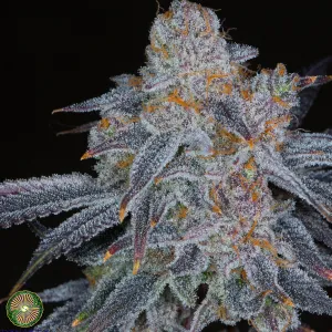 BUY KABUKI SOUR AFICIONADO SEEDS
