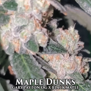 PURCHASE MAPLE DUNKZ 6 0% WASHER (BLOOM CUT) CLONE SEEDS