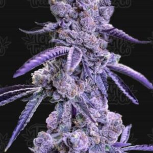 BUY BLUE NERDZ (Bloom Cut)