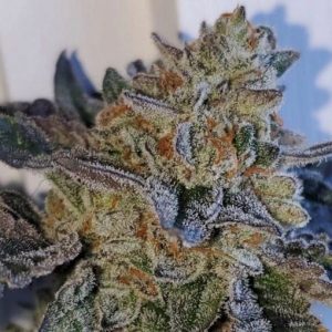 ORDER FRENCH BREAKFAST 5.6% WASHER CLONE SEEDS ONLINE