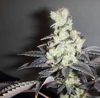 BUY SOUR DIESEL IBL (BLOOM CUT) SEED