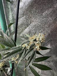 PURCHASE RAINBOW GUAVA 6% WASHER (BLOOM CUT) CLONE SEED