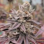 PURCHASE PEACH DESTINY #3 CLONE SEED