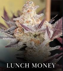 BUY LUNCH MONEY 5.5%-5.8% WASHER CLONE SEEDS