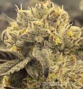 BUY GARLIC ICING CLONE SEED ONLINE.