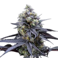 APPLES N BANANAS BX1 (FEMS)