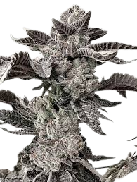 ORDER MOCHI MELON F1 AFICIONADO SEED