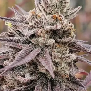BUY PEACH DAQUIRI #5 (CRAZY PEACH TERPS!) CLONE SEED